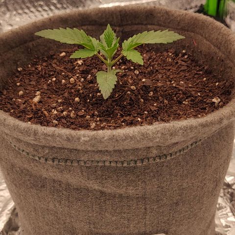 Nicol Punch #1 growlog timeline photo