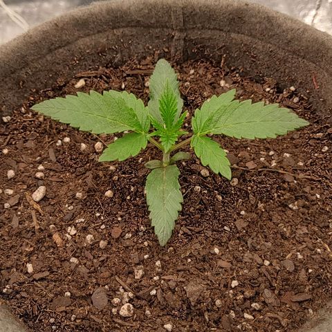 Nicol Punch #1 growlog timeline photo