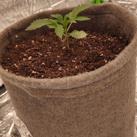 Nicol Punch #2 growlog timeline photo