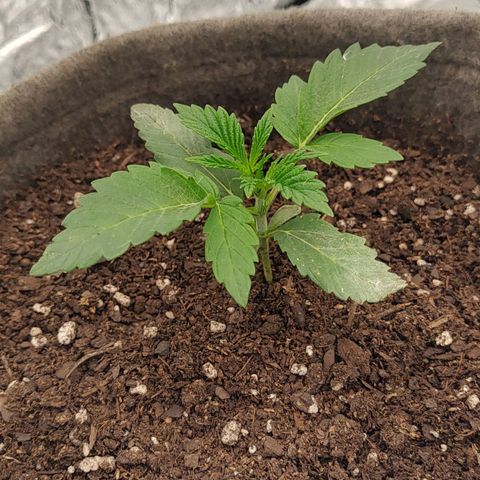 Nicol Punch #2 growlog timeline photo