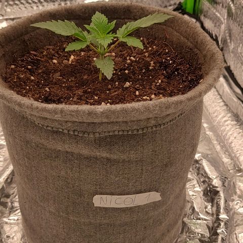 Nicol Punch #1 growlog timeline photo