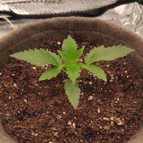 Nicol Punch #1 growlog timeline photo