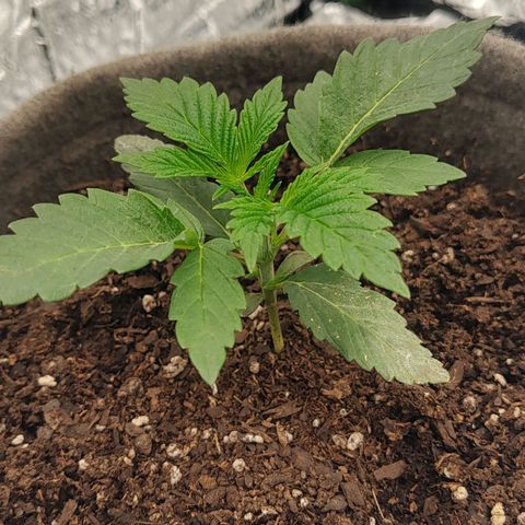 Nicol Punch #2 growlog timeline photo