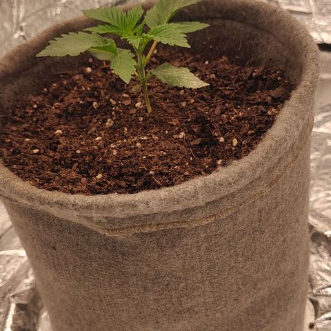 Nicol Punch #2 growlog timeline photo