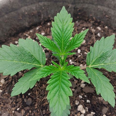 Nicol Punch #2 growlog timeline photo