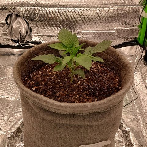 Nicol Punch #1 growlog timeline photo