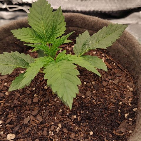 Nicol Punch #1 growlog timeline photo