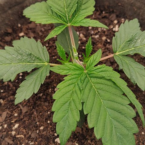 Nicol Punch #1 growlog timeline photo