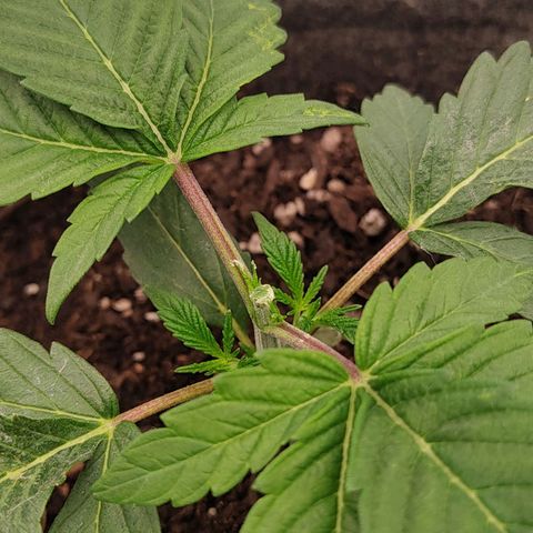 Nicol Punch #2 growlog timeline photo