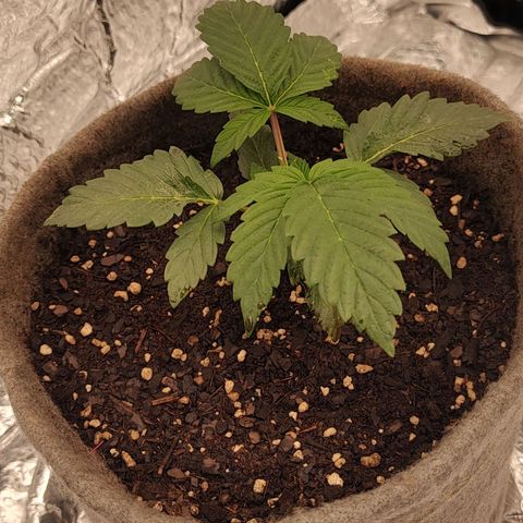 Nicol Punch #2 growlog timeline photo