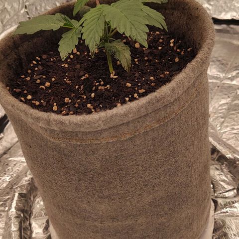 Nicol Punch #2 growlog timeline photo