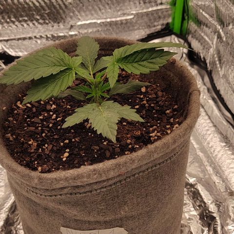 Nicol Punch #1 growlog photo: Respuesta a la poda: Limpia y activa.
Turgencia: Excelente.
Parámetros: El Búnker está operando con total estabilidad, manteniendo ese VPD ideal que las tiene "felices" y trabajando al máximo ritmo metabólico.