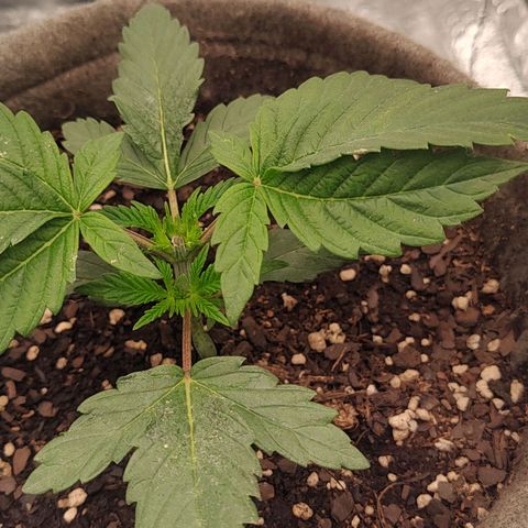Nicol Punch #1 growlog photo: Respuesta a la poda: Limpia y activa.
Turgencia: Excelente.
Parámetros: El Búnker está operando con total estabilidad, manteniendo ese VPD ideal que las tiene "felices" y trabajando al máximo ritmo metabólico.