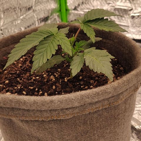 Nicol Punch #2 growlog photo: ​Respuesta a la poda: Limpia y activa.
​Turgencia: Excelente.
​Parámetros: El Búnker está operando con total estabilidad, manteniendo ese VPD ideal que las tiene "felices" y trabajando al máximo ritmo metabólico.