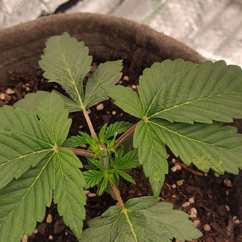 Nicol Punch #2 growlog photo: ​Respuesta a la poda: Limpia y activa.
​Turgencia: Excelente.
​Parámetros: El Búnker está operando con total estabilidad, manteniendo ese VPD ideal que las tiene "felices" y trabajando al máximo ritmo metabólico.