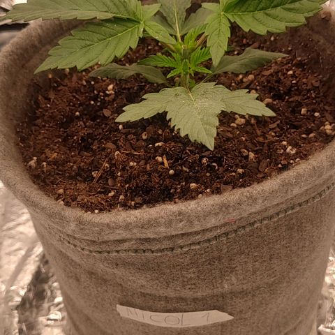 Nicol Punch #1 growlog timeline photo