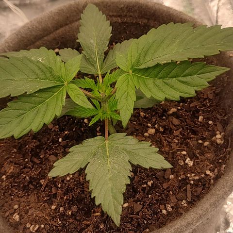 Nicol Punch #1 growlog timeline photo