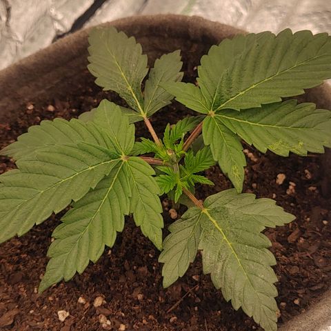Nicol Punch #2 growlog timeline photo