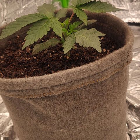 Nicol Punch #2 growlog timeline photo