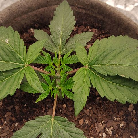 Nicol Punch #1 growlog timeline photo