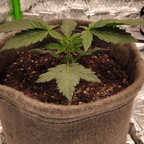 Nicol Punch #1 growlog timeline photo
