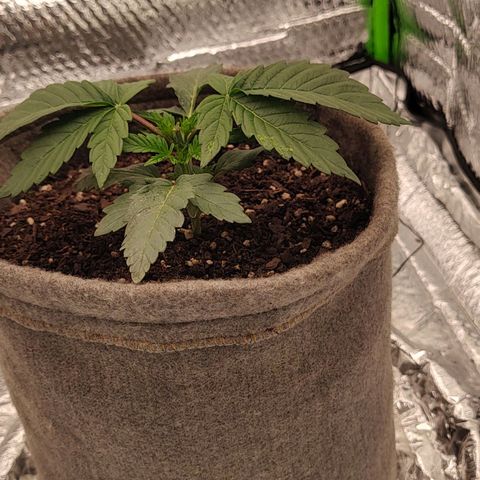 Nicol Punch #2 growlog timeline photo