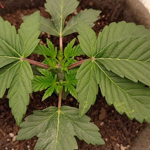 Nicol Punch #2 growlog timeline photo