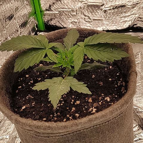 Nicol Punch #1 growlog timeline photo