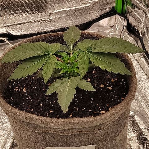 Nicol Punch #2 growlog timeline photo
