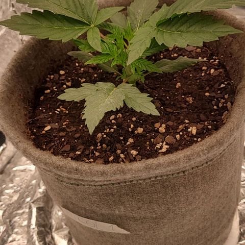 Nicol Punch #1 growlog timeline photo