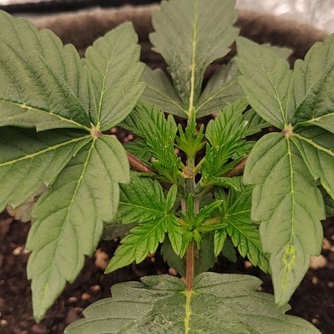 Nicol Punch #1 growlog timeline photo