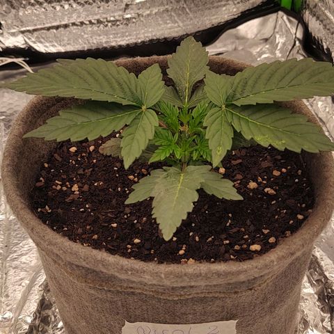 Nicol Punch #2 growlog timeline photo