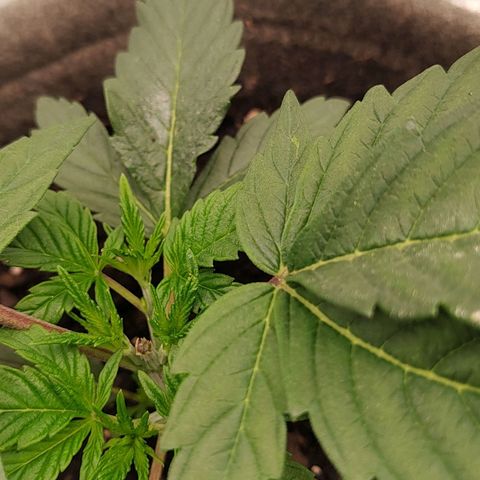 Nicol Punch #2 growlog timeline photo