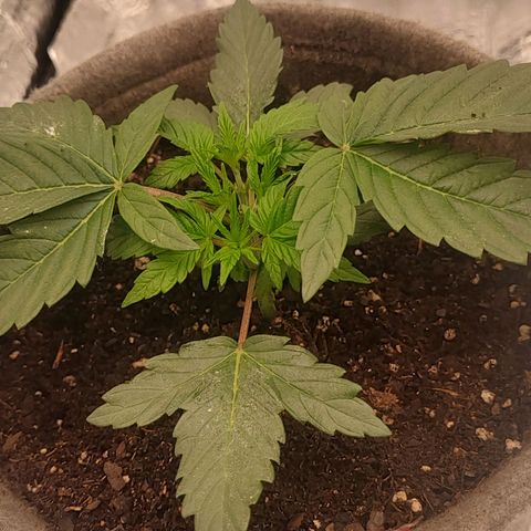 Nicol Punch #1 growlog timeline photo