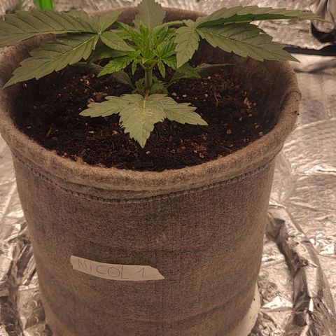 Nicol Punch #1 growlog timeline photo