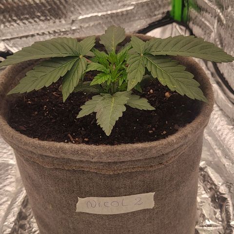 Nicol Punch #2 growlog timeline photo