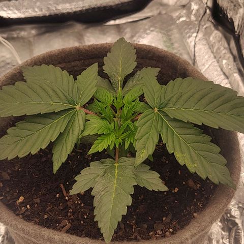 Nicol Punch #2 growlog timeline photo