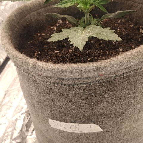 Nicol Punch #1 growlog timeline photo
