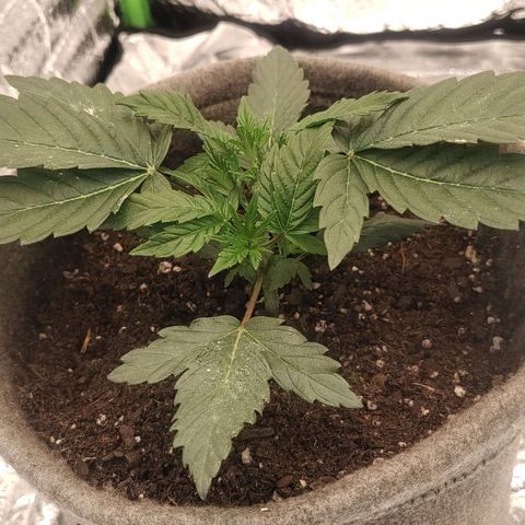 Nicol Punch #1 growlog timeline photo