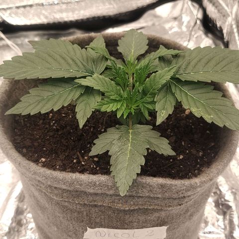 Nicol Punch #2 growlog timeline photo
