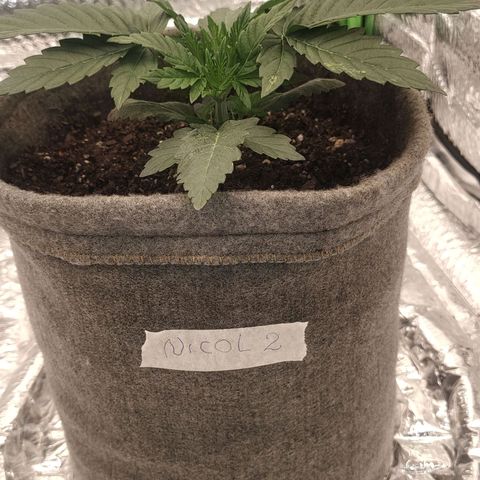 Nicol Punch #2 growlog timeline photo