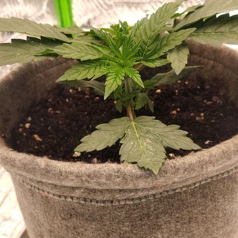 Nicol Punch #1 growlog timeline photo
