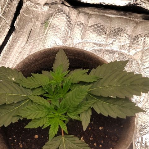 Nicol Punch #1 growlog timeline photo