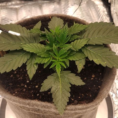 Nicol Punch #2 growlog timeline photo