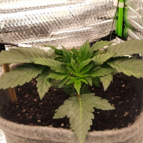 Nicol Punch #2 growlog timeline photo