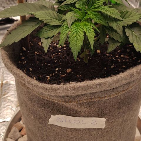 Nicol Punch #2 growlog timeline photo