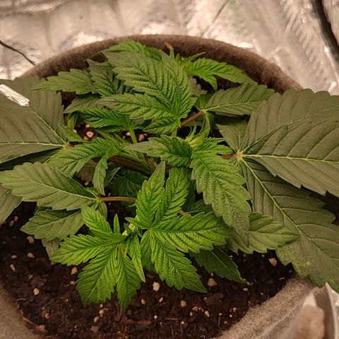 Nicol Punch #2 growlog timeline photo