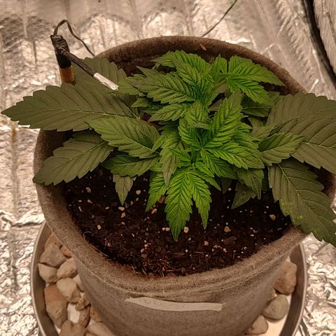 Nicol Punch #2 growlog timeline photo