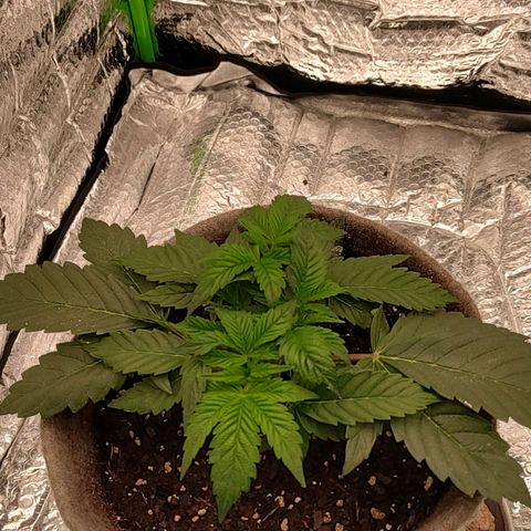 Nicol Punch #1 growlog timeline photo