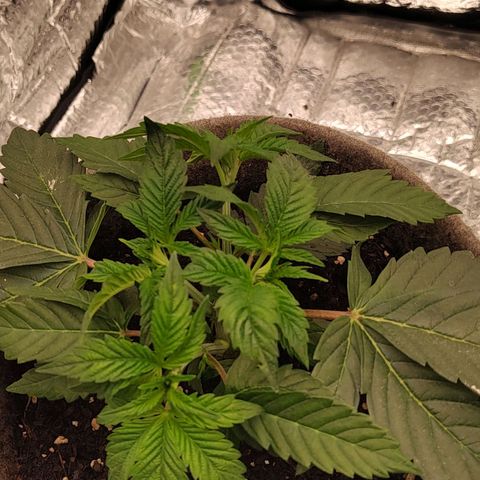 Nicol Punch #1 growlog timeline photo
